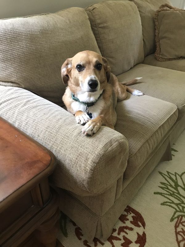 Our Pup, Saylor