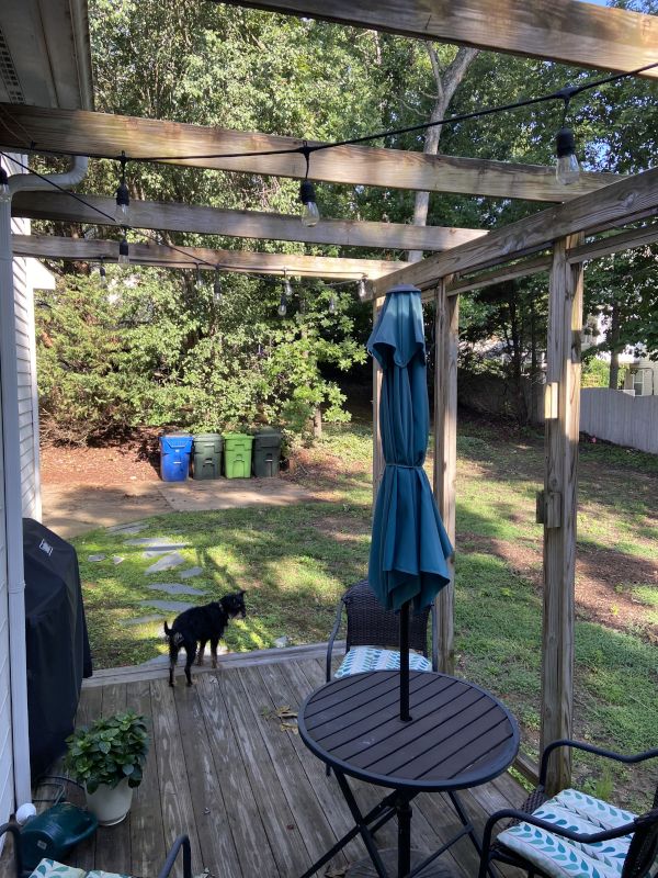 Ollie Sunbathing on the Back Deck