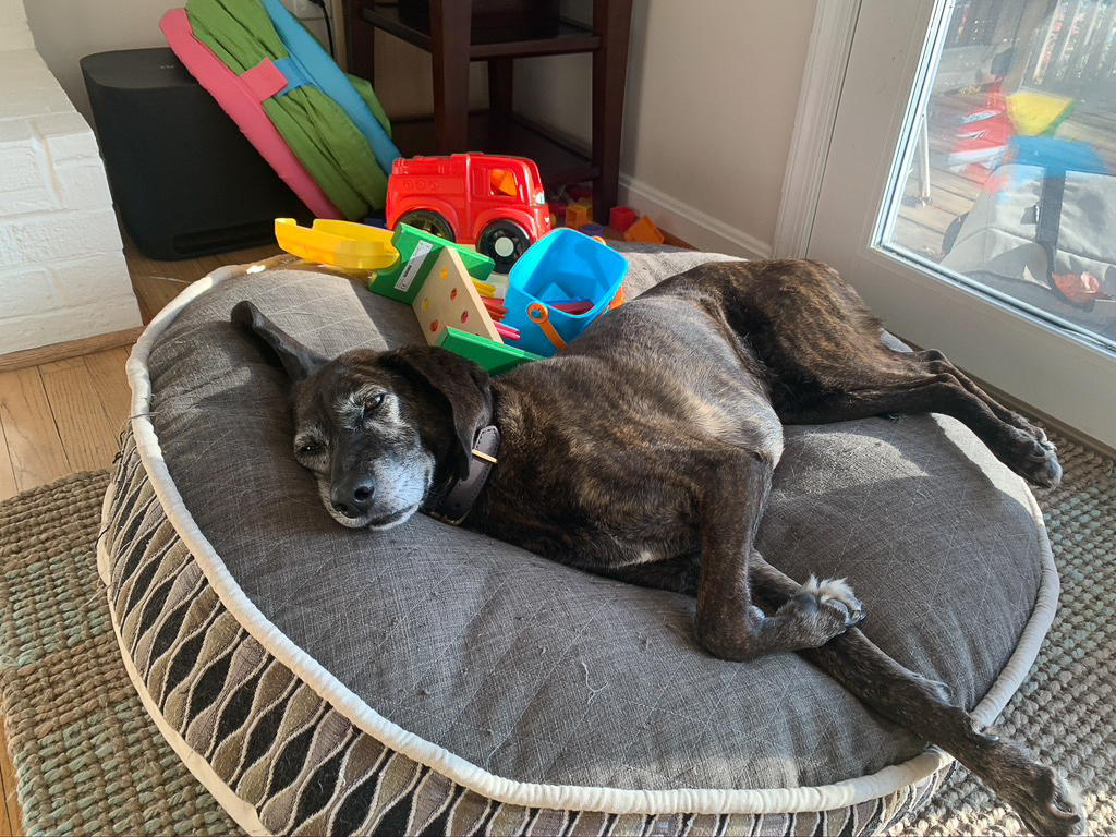 Our Dog, Cosette