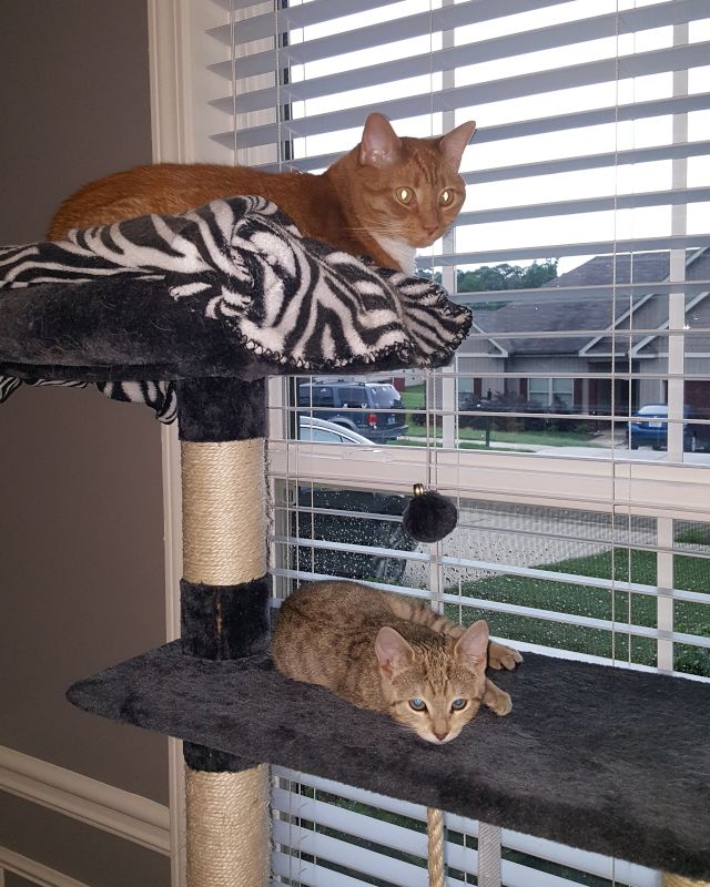 Our Cats, Ember & Willow
