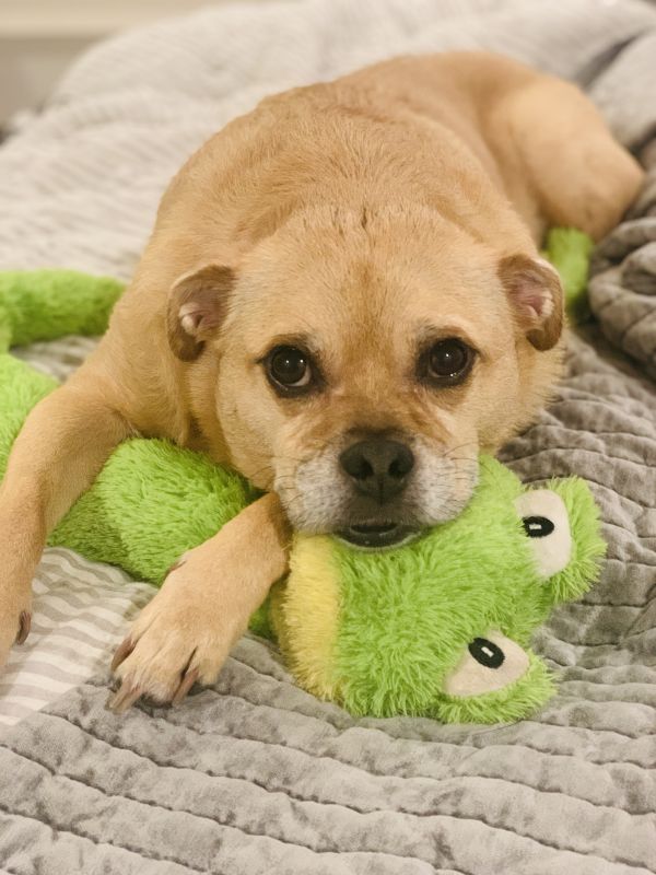 Our Pup, Baxter