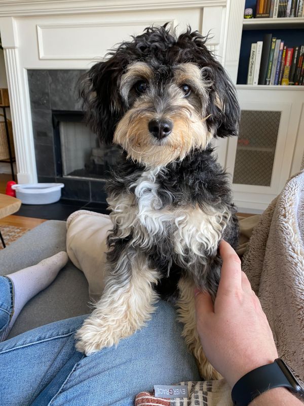 Mojo