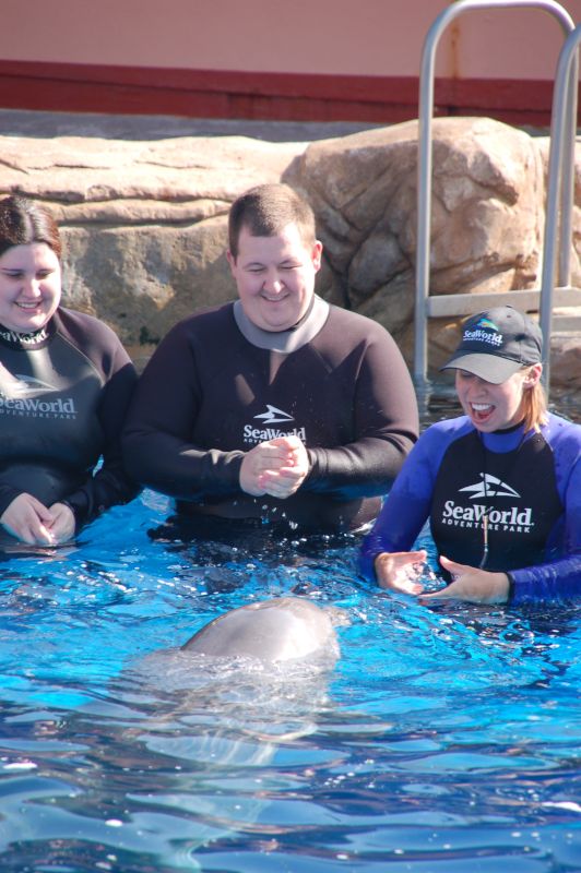 Swimming with Dolphins