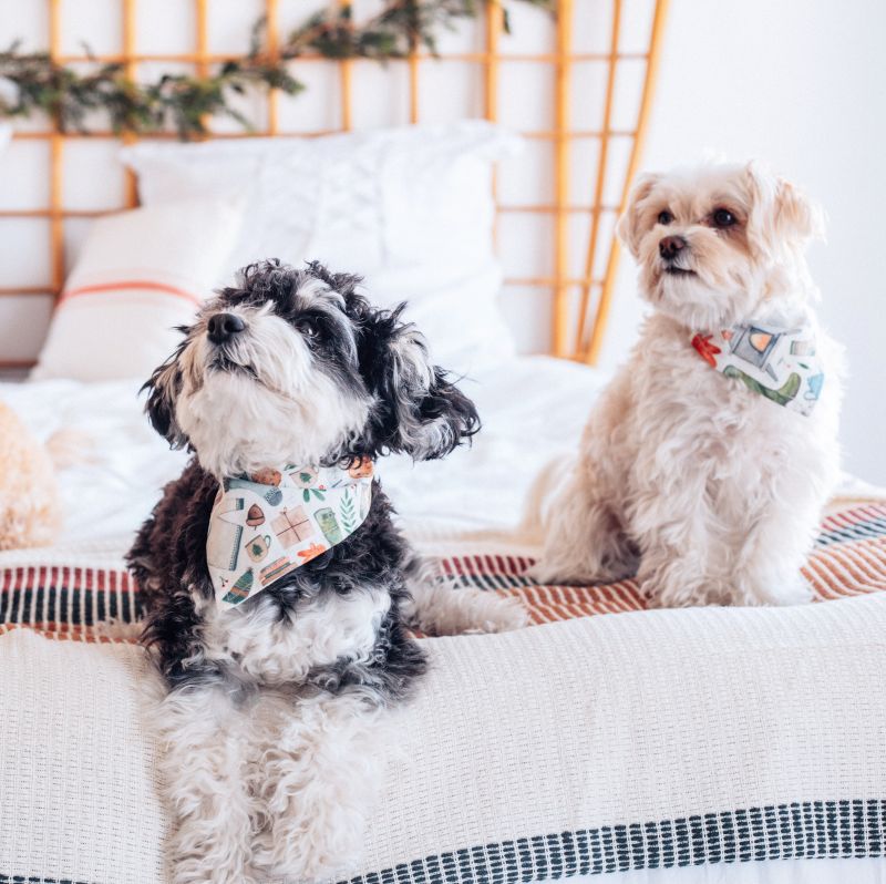 Our Dogs, Rami & Ruckus