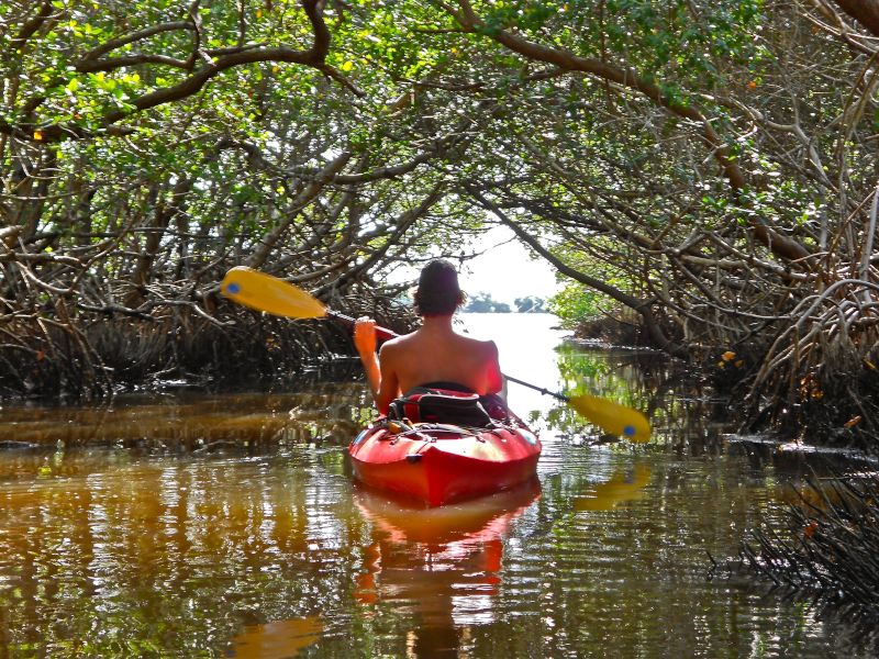 Ocean Kayaking in Mangroves
