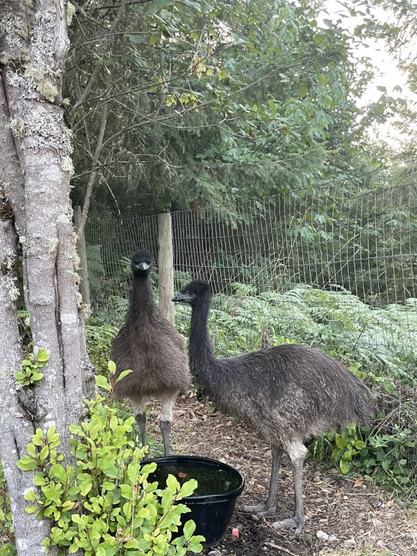 Our Emu, Bert & Ernie