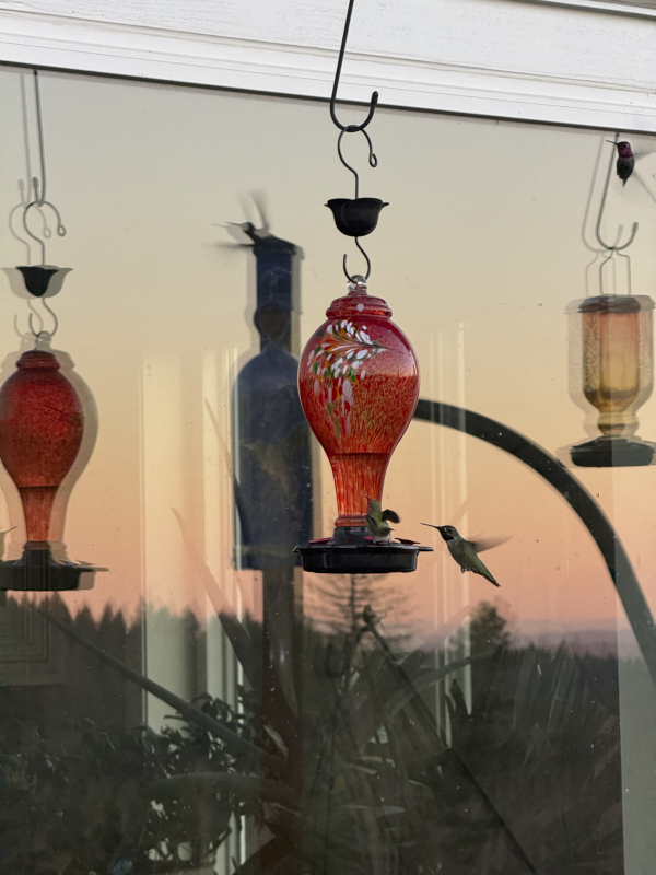 Hummingbirds on Our Deck