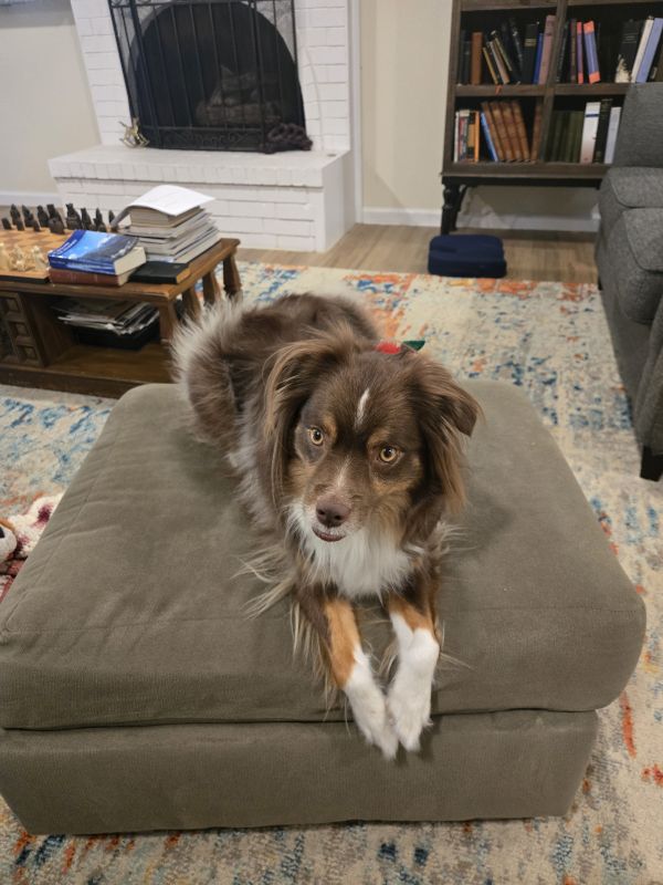 Hanging Out with Our Daisy at Home