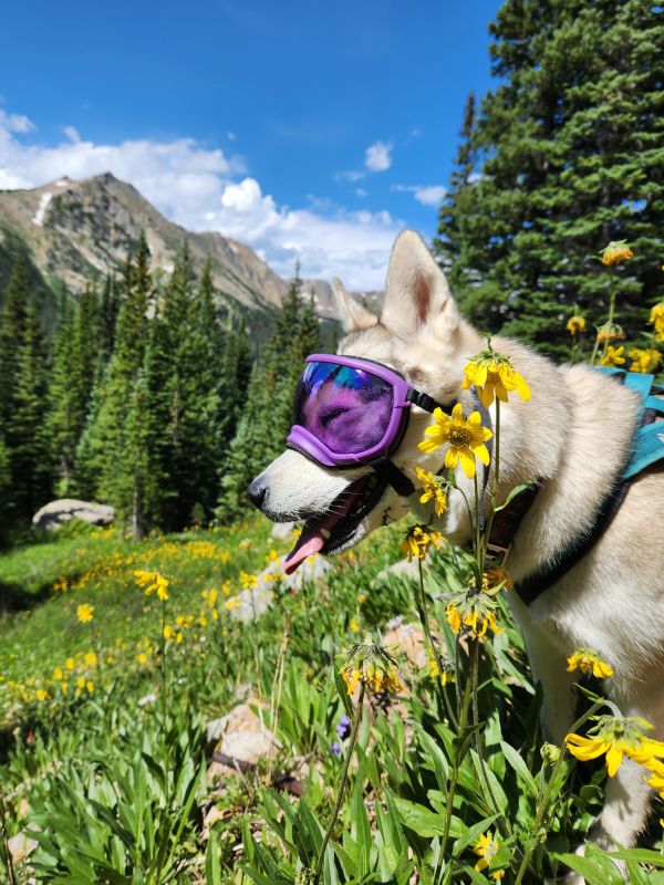 Enjoying Wild Flowers on a Colorado Hike