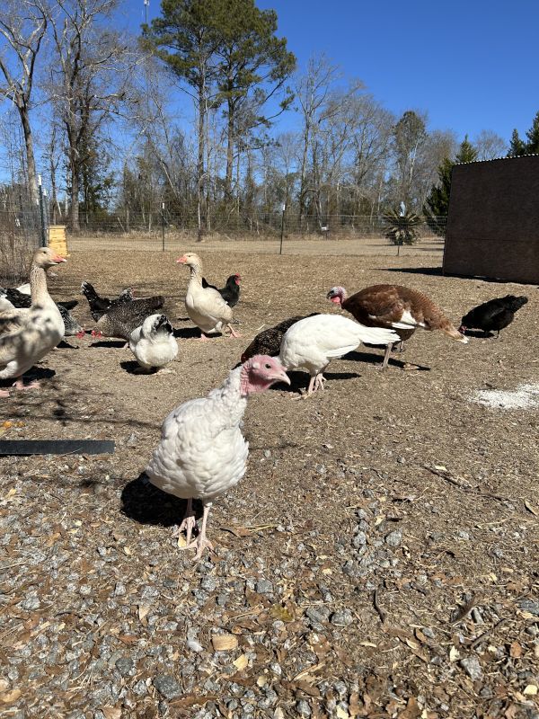 Feeding the Flock Left Over Vegetable Scraps
