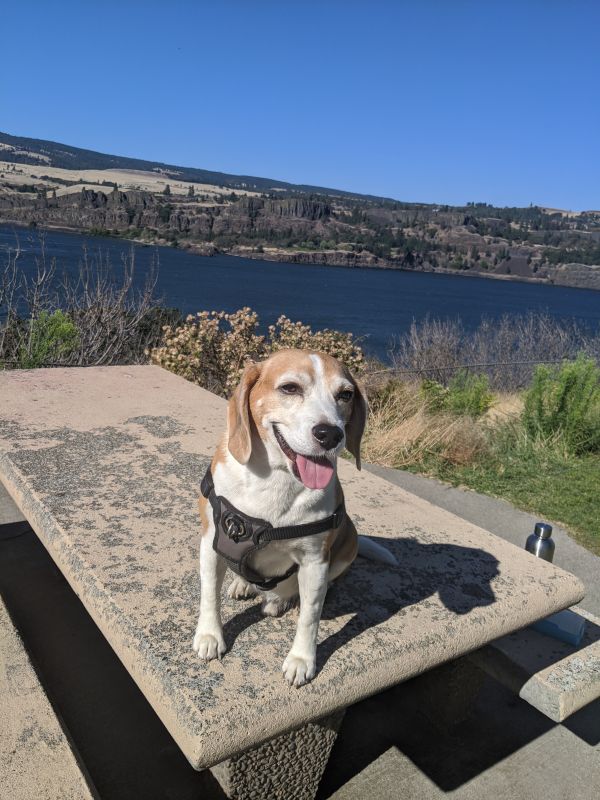 Our Dog, Karma